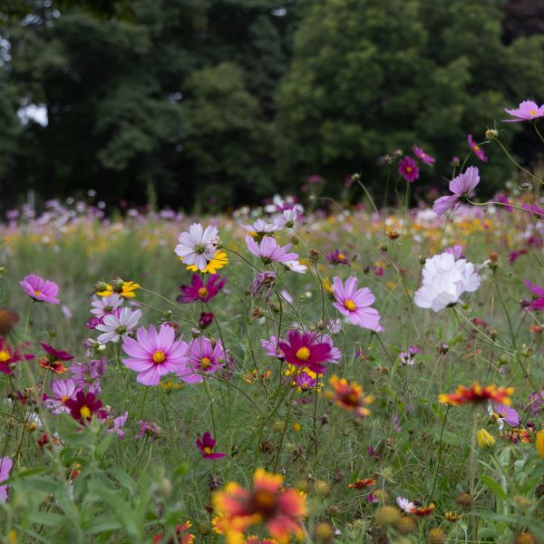 Water Restoration Holland BPW Flowers